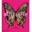 Butterfly - Phaidon Editors