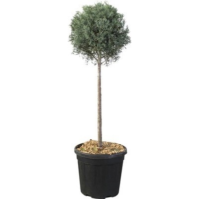 Cypřiš arizonský čtvrtkmen FloraSelf Cupressus arizonica 'Glauca' květináč 10 l