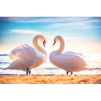 DIMEX ART s. r. o Флизелинов фототапет лебедова любов 375 x 250 см