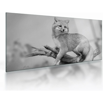 Sklenený obraz - Líška šedá, jednodielne 100x50 cm na skle