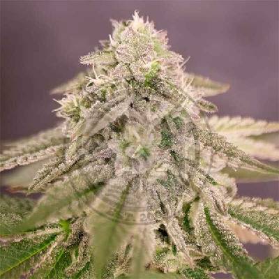 Delicious Seeds Bay Burger semena neobsahují THC 3 ks