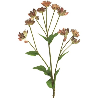 Jarmanka - Astrantia červená V61 cm