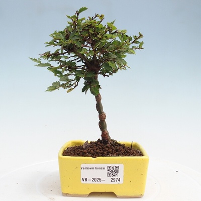 e-bonsai Venkovní bonsai - Ulmus parvifolia Sagei - Malolistý jilm
