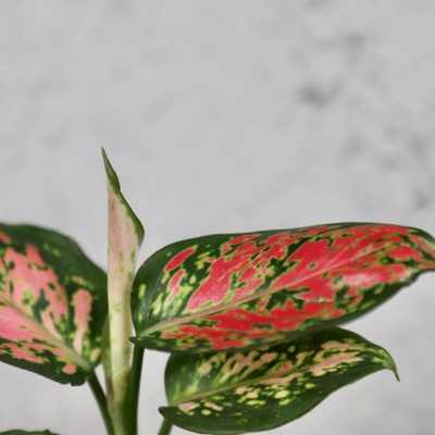 Aglaonema Red Valentine baby