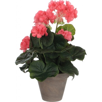 Pelargónie - Geranium H34, P20 cm růžová v květináč