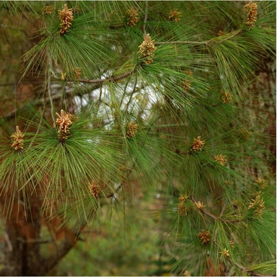Borovice těžká Pinus ponderosa osivo borovice 6 ks – Hledejceny.cz