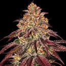 Barney's Farm Mimosa X Orange Punch Auto semena neobsahují THC 3 ks