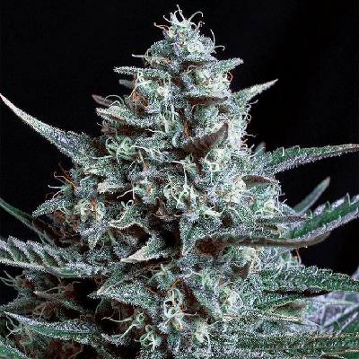 Genehtik Blubonik semena neobsahují THC 25 ks