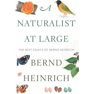 Naturalist At Large, A | Bernd Heinrich (ISBN: 9780544986831)