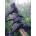 Cobble Hill - Puzzle Raven Rendezvous - 1 000 piese