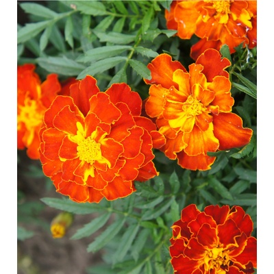 Aksamitník rozkladitý Bolero - Tagetes patula nana - osivo aksamitníku - 0,3 g