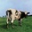 Pink Floyd - Atom Heart Mother (CD) (0888751708822)