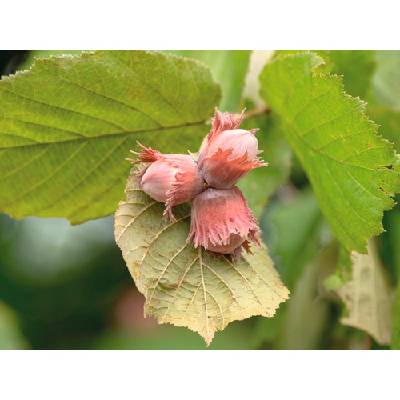 Japonska Kroucena Liska Cervenolista (Corylus avellana, avellana Majestic, Corylus avellana Majestic, Japonská kroucená) Japonska Kroucena Liska Cervenolista