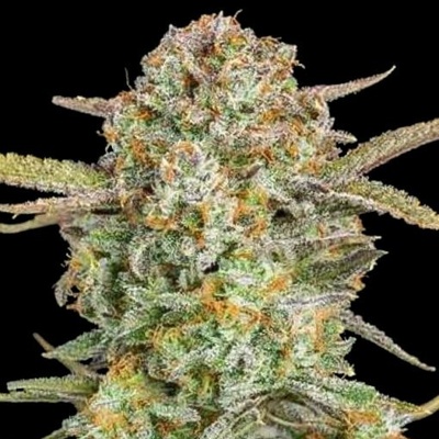 Advanced Seeds Auto Bruce Banner XXL semienka neobsahujú THC 1 ks