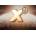 X3: GoldBox