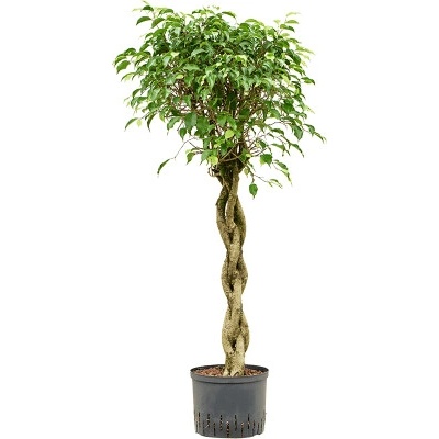 Ficus benjamina Exotica Stem braided hydroponický 22/19 v130 cm