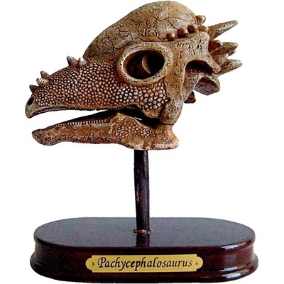 Spiegelburg Vykopávka Pachycephalosaurus lebka T Rex World