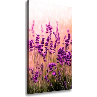 Vertikálny foto obraz canvas Pole levanduľe 50x100 cm