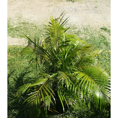 Palma madagaskarská - Dypsis madagascariensis - prodej semen - 3 ks