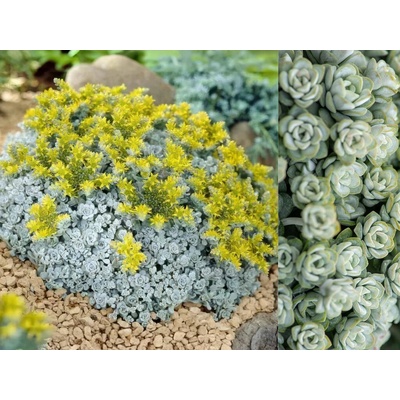 Rozchodník skalný Cape Blanco - Sedum spathulifolium, kont. 0,5 l