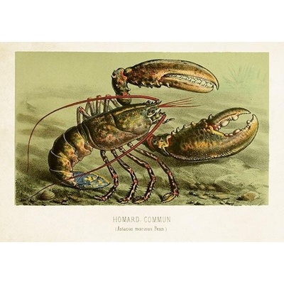 Přání Nordic Fishes Lobster