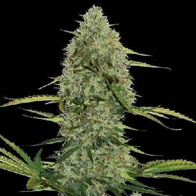 Spliff Seeds Mega Power Plant AUTO semena neobsahují THC 5 ks