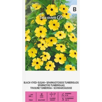 Image 1 of Seklos Тунбергия Чернооката Сюзън Black eyed Susan