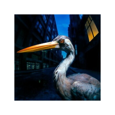 SZMIEREK, ANTONY - DECODING BIRDSONG CD