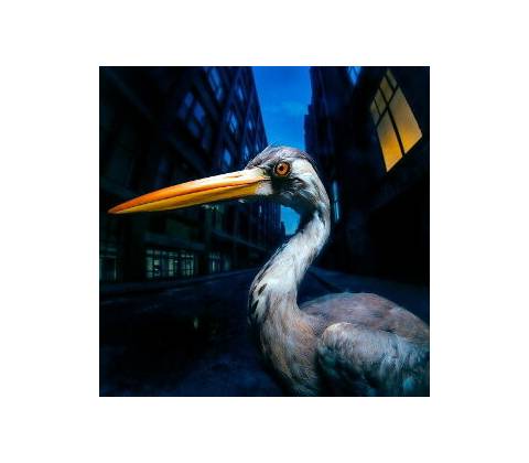 SZMIEREK, ANTONY - DECODING BIRDSONG CD
