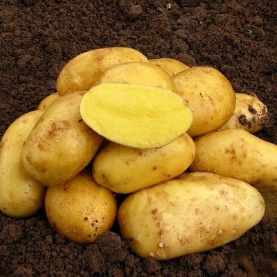 Sadbove Brambory Antonia () Sadbove Brambory Antonia