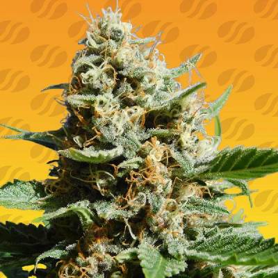 Original Sensible Seeds Kush Mintz Fast semena neobsahují THC 3 ks