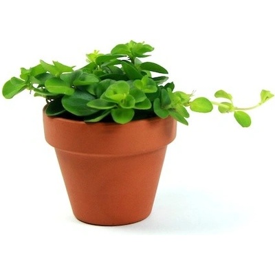 Gardners Peperomia rotundifolia, průměr 6 cm Peperomie, Pepřinec