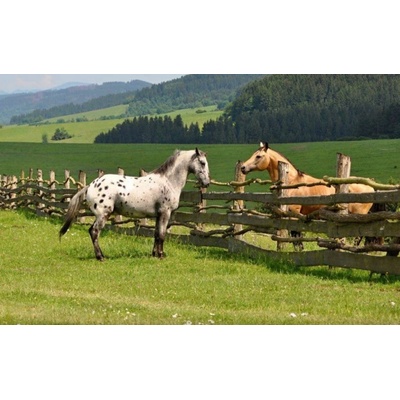 Ošetrovateľom koní pre deti