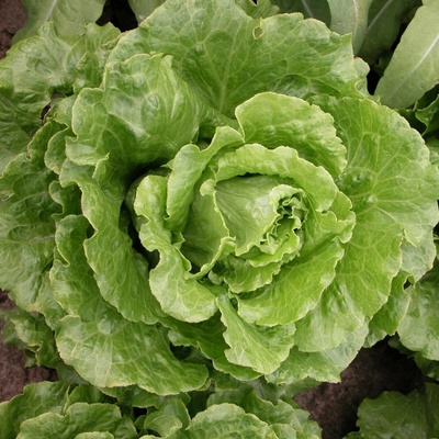 Šalát rímsky Galander- Lactuca sativa var. Romana Gars - semená šalátu - 300 ks