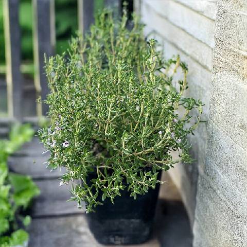 Poni Veni® Thymus capitatus - dúška od 4,55 € - Heureka.sk