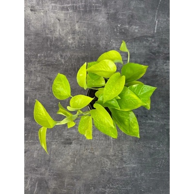 Epipremnum aureum ‘Neon’ 12 cm (Šplhavnice s nádherně výraznými listy)