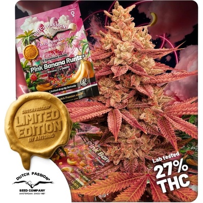 Dutch Passion Pink Banana Runtz Limited Edition semienka neobsahujú THC 5 ks