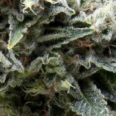 Pyramid Seeds New York City semienka neobsahujú THC 50 ks