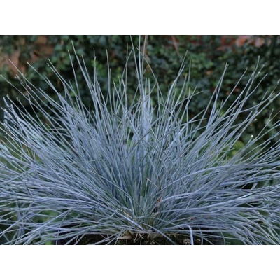 Kostrava sivá Blauglut, kvetináč 10,5 cm