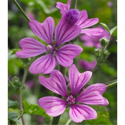 Sléz lesní - Malva sylvestris - prodej semen - 10 ks