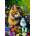 KS Games - Puzzle Cats Family - 300 piese