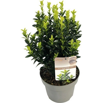 Bršlen japonský FloraSelf Euonymus japonicus 'Green Spire' 30-40 cm kvetináč 5 l
