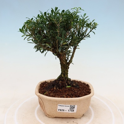 e-bonsai Pokojová bonsai - Buxus harlandii -korkový buxus