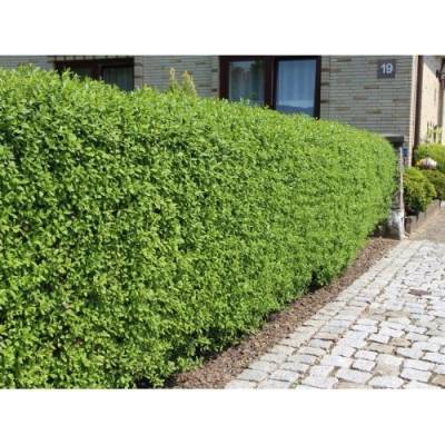 Vtáčí zob obyčajný (Ligustrum Vulgare) ´ATROVIRENS´ - výška 40-60 cm, kont. C2L