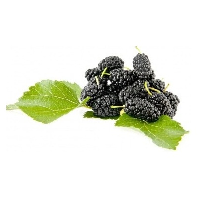Moruša ILLINOIS EVERBEARING čierna kontajner 11cm