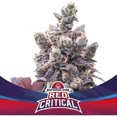 BSF Seeds Red Critical AUTO semena neobsahují THC 4 ks