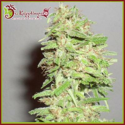 Dr. Krippling Seeds Dizzy Lights AUTO semena neobsahují THC 1 ks