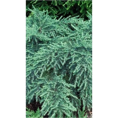 Cedrus deodara 'Feelin' Blue'