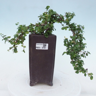 e-bonsai Pokojová bonsai - Grewia sp. - Grewie malolistá