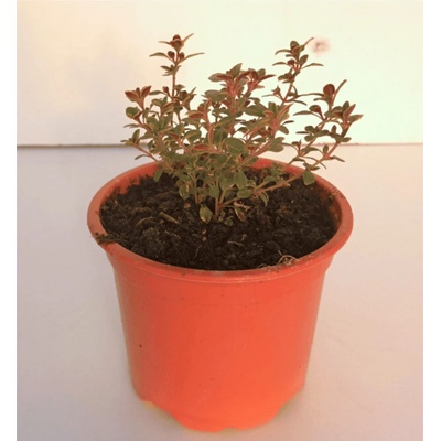 Tymián citronový v květináči o průměru 9 cm, 1 ks